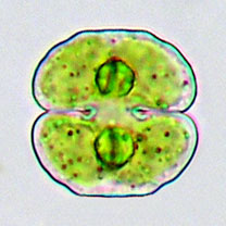 Cosmarium fontigenum